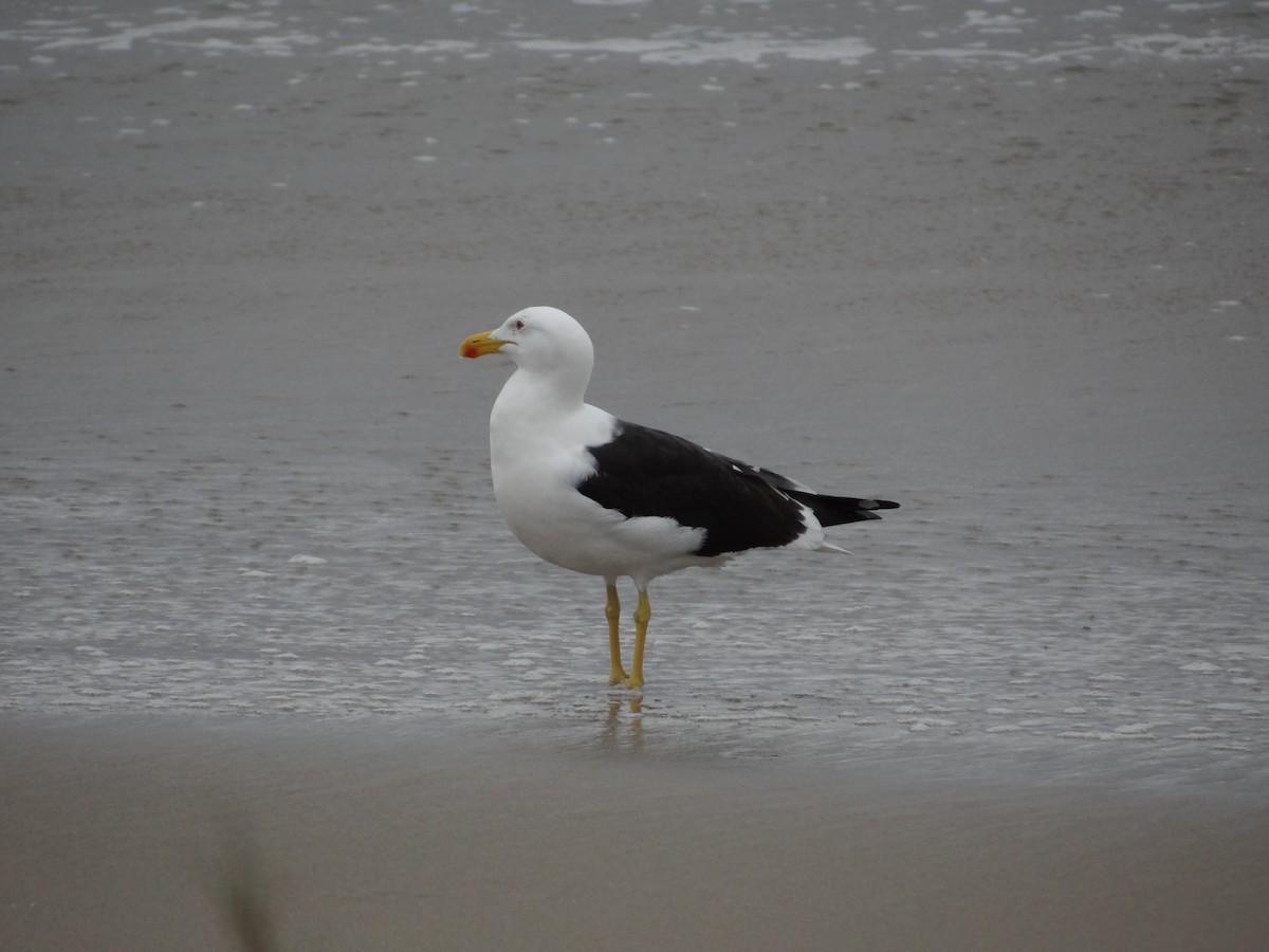 Kelp Gull - Francisco Sornoza