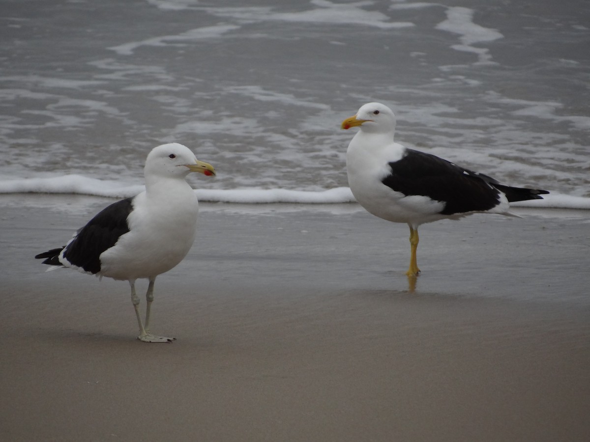 Kelp Gull - ML617245020