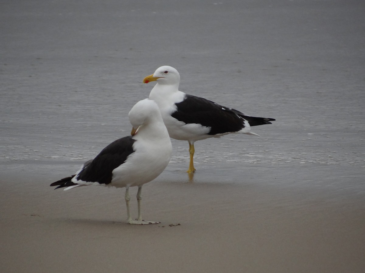 Kelp Gull - Francisco Sornoza