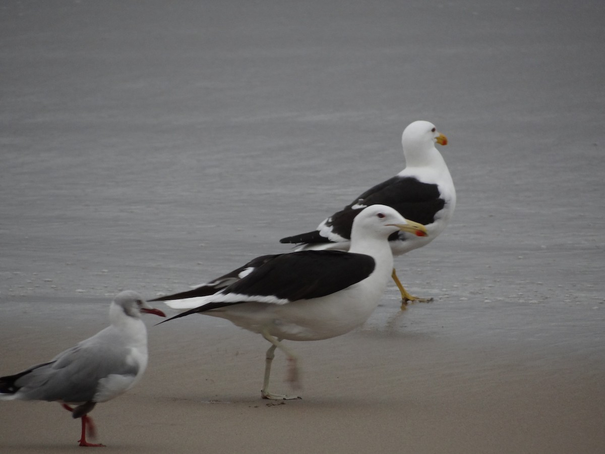 Kelp Gull - ML617245030