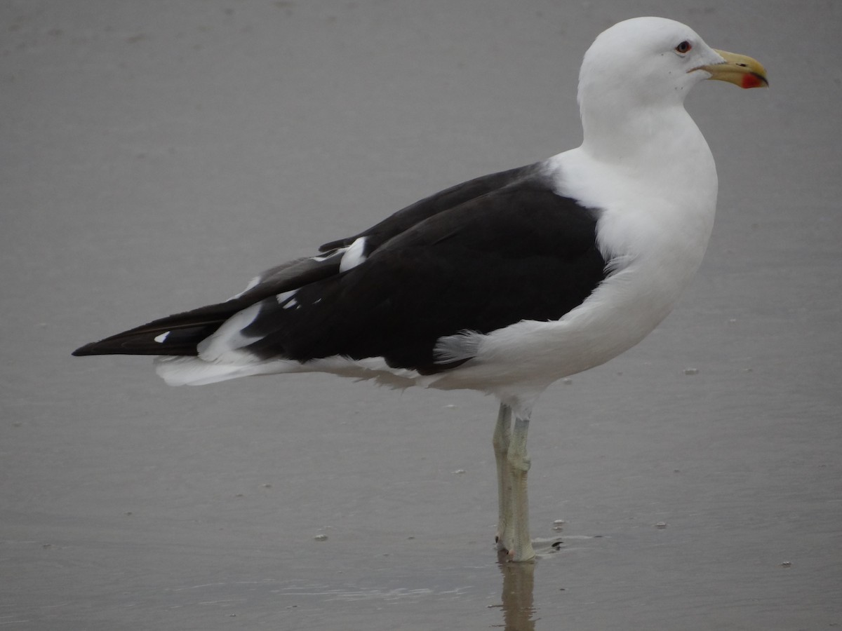 Kelp Gull - Francisco Sornoza