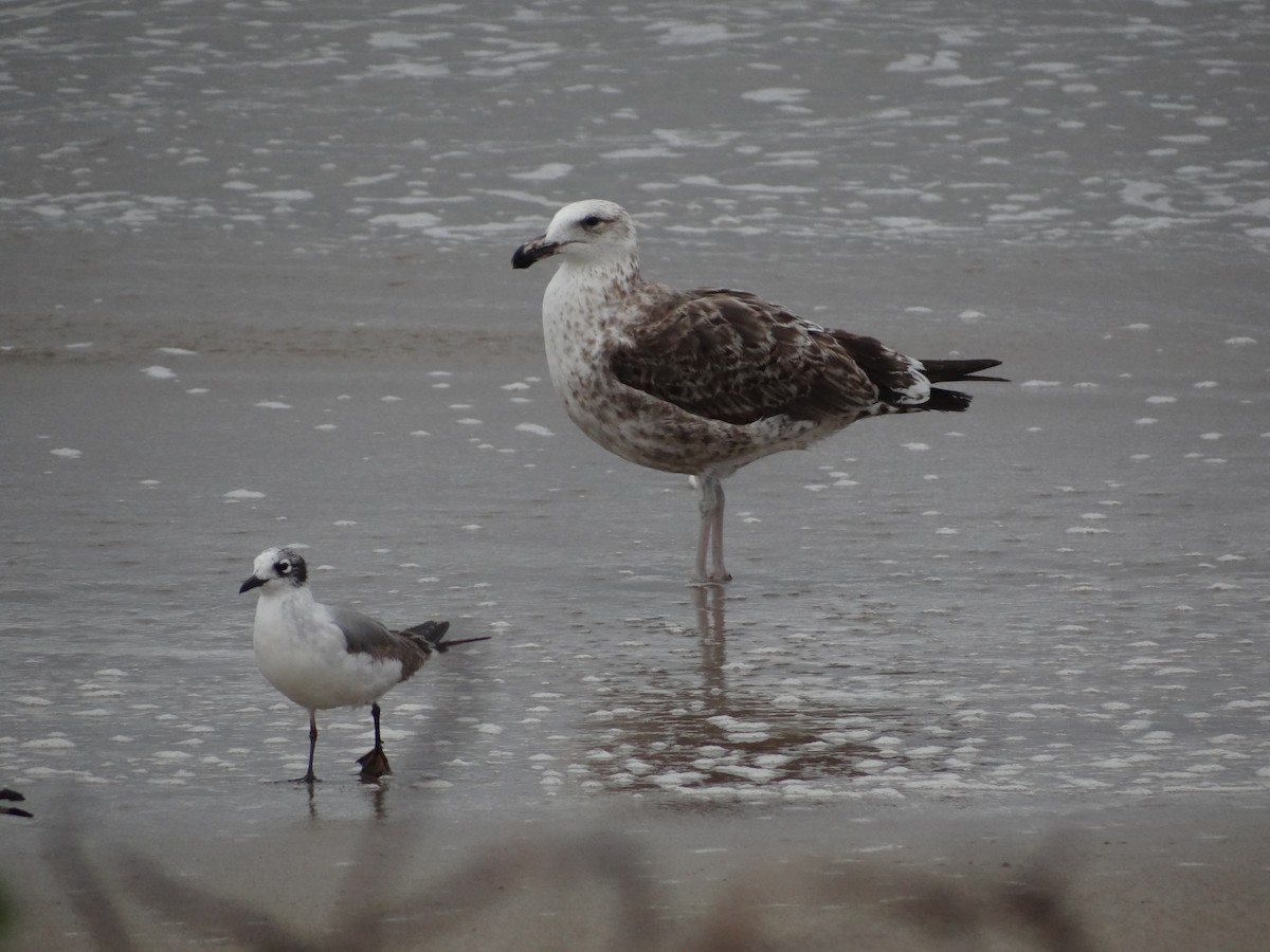 Kelp Gull - ML617245034