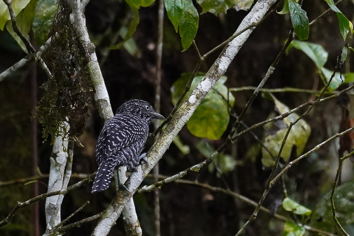 Lined Antshrike - ML617245051