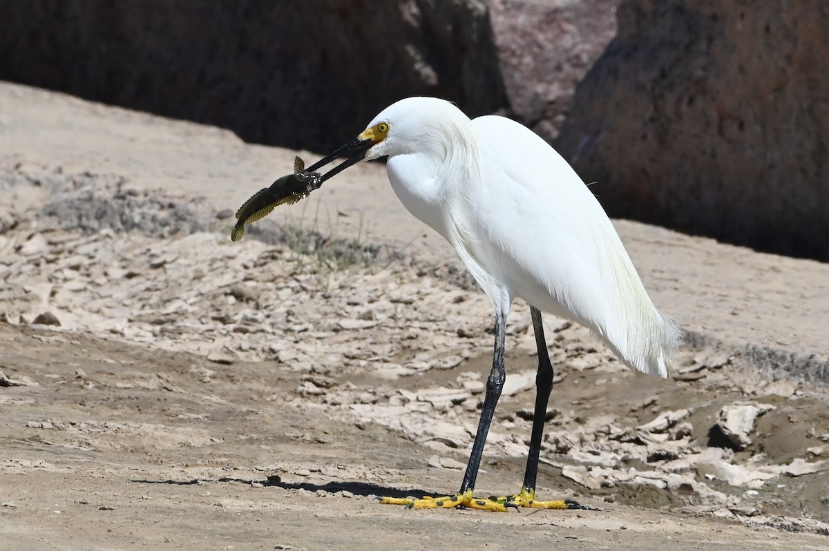 Snowy Egret - Jim Highberger