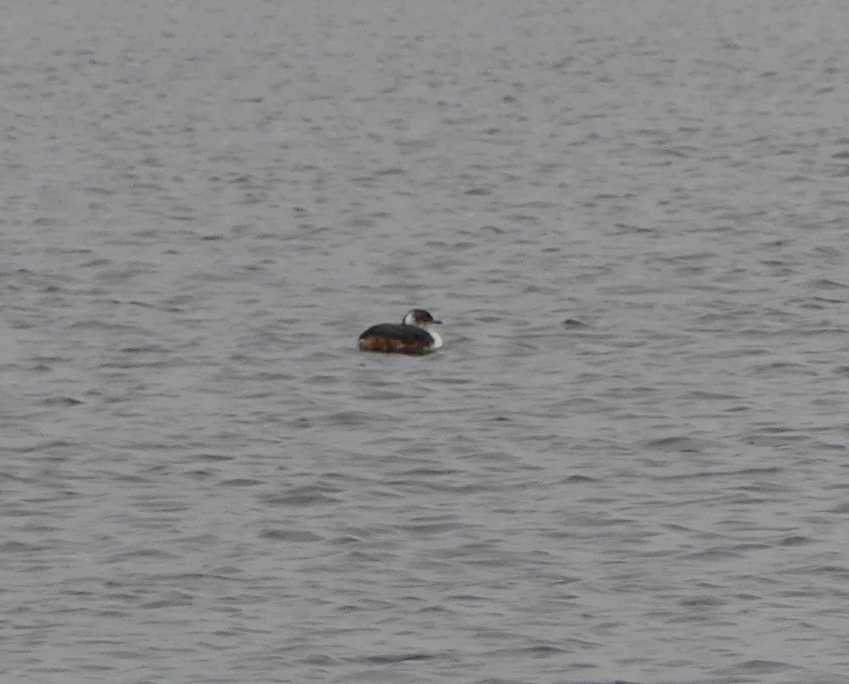 Horned Grebe - ML617245066