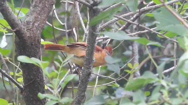 Barred Antshrike (Barred) - ML617245088