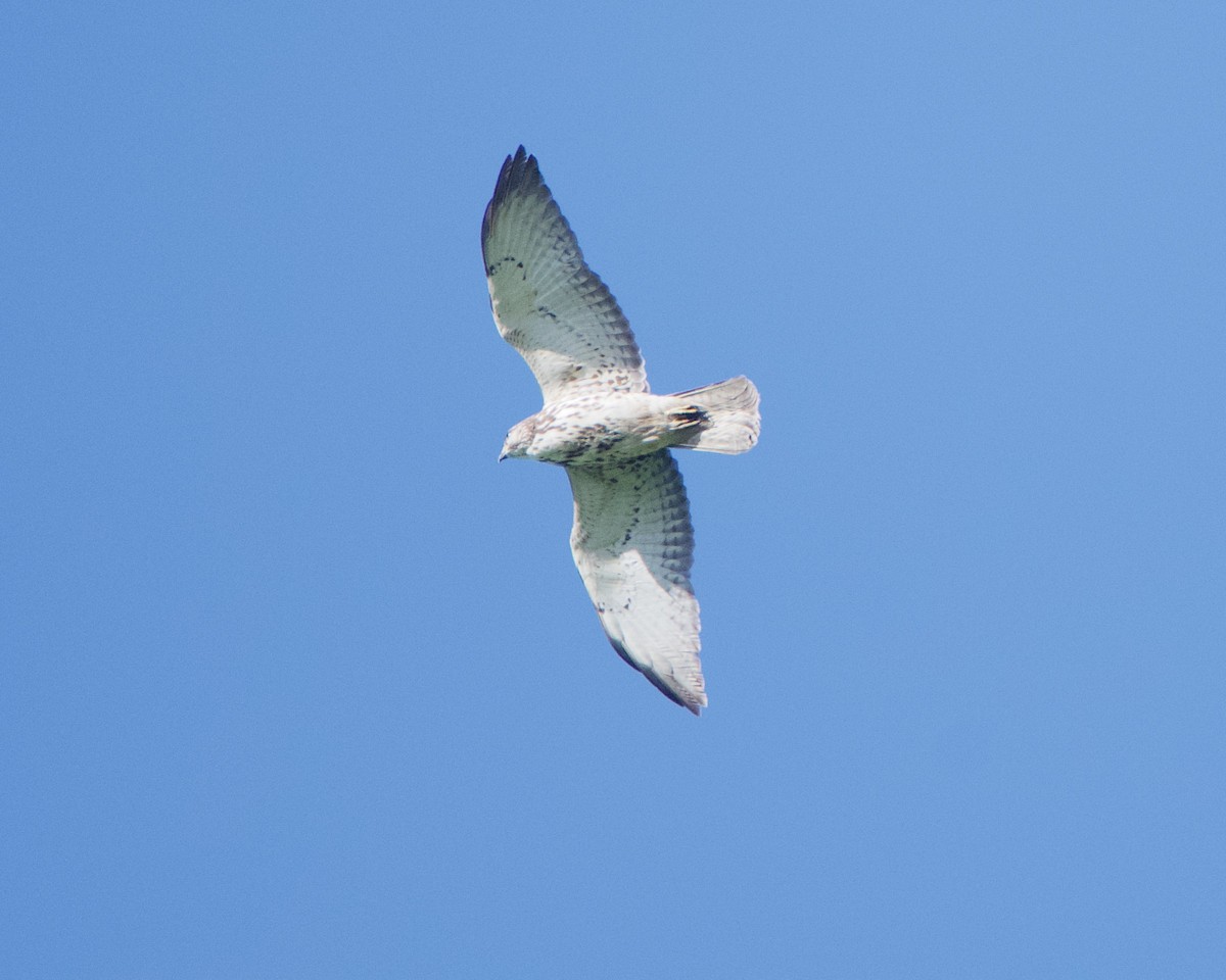 Broad-winged Hawk - Tuck Russell