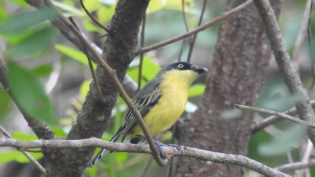 Common Tody-Flycatcher - ML617245157