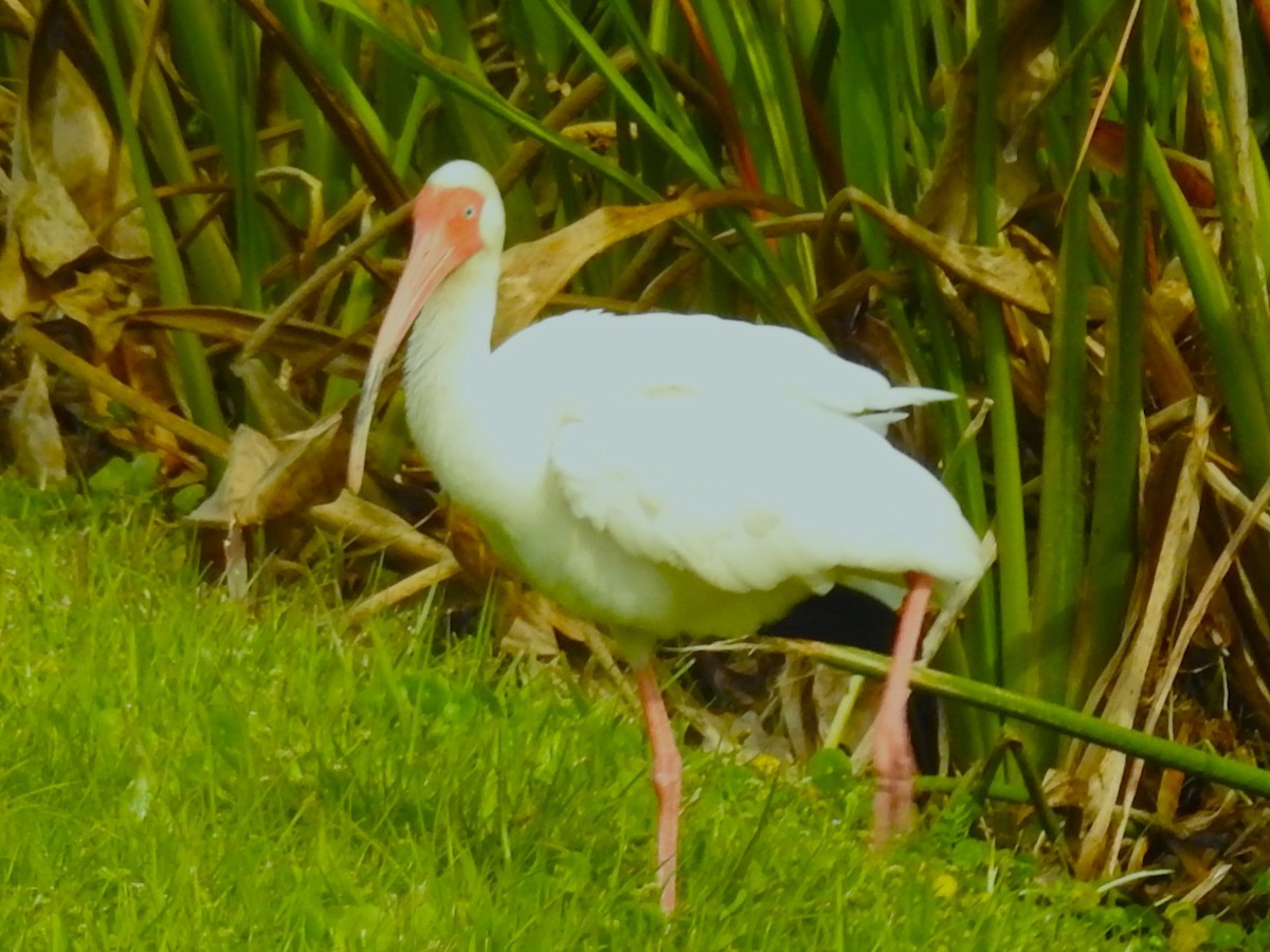 ibis bílý - ML617245174