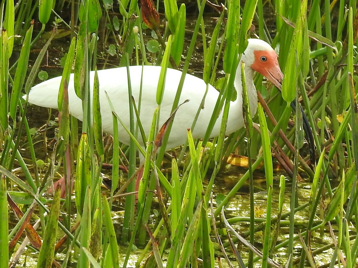 White Ibis - ML617245175