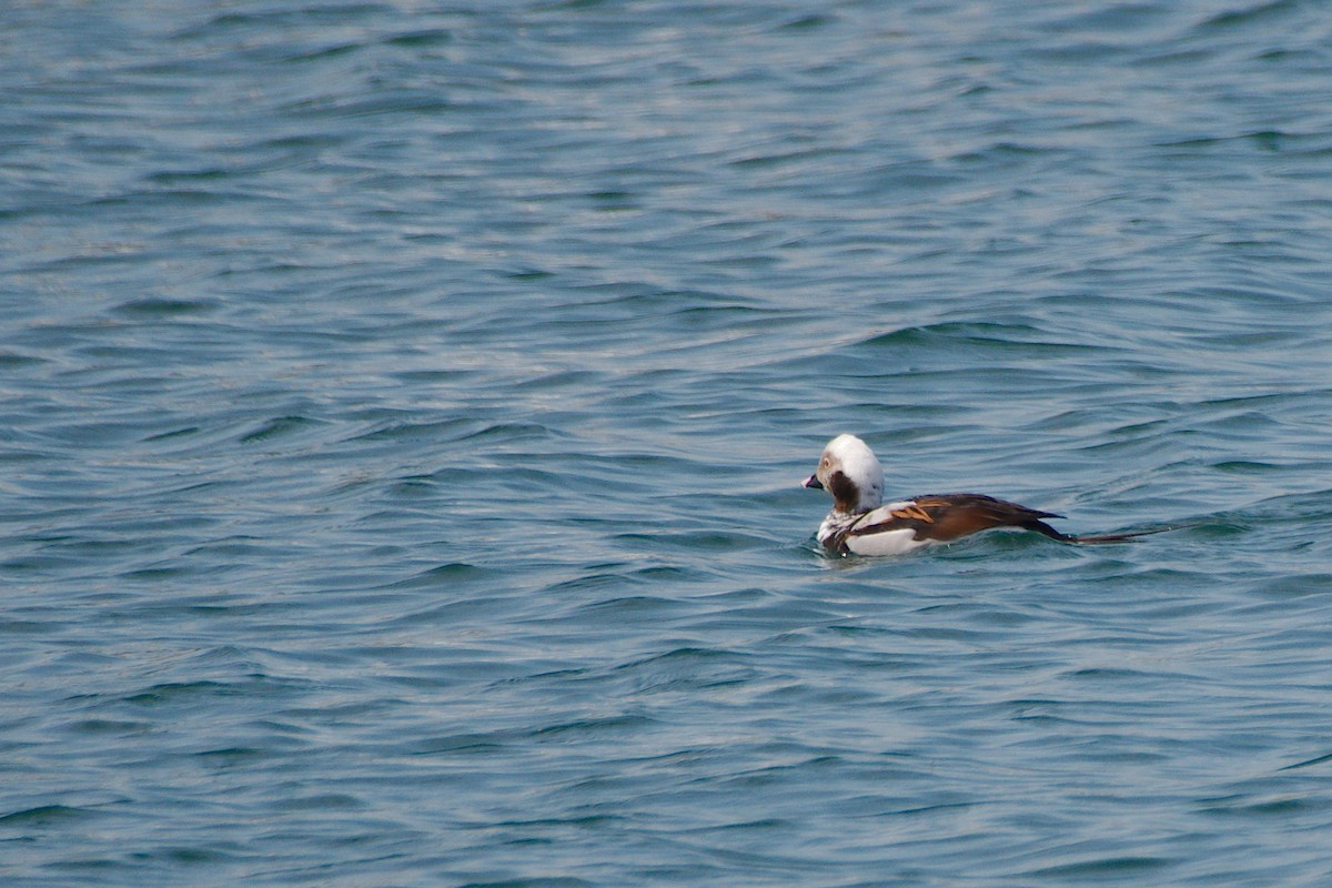 Long-tailed Duck - ML617245227