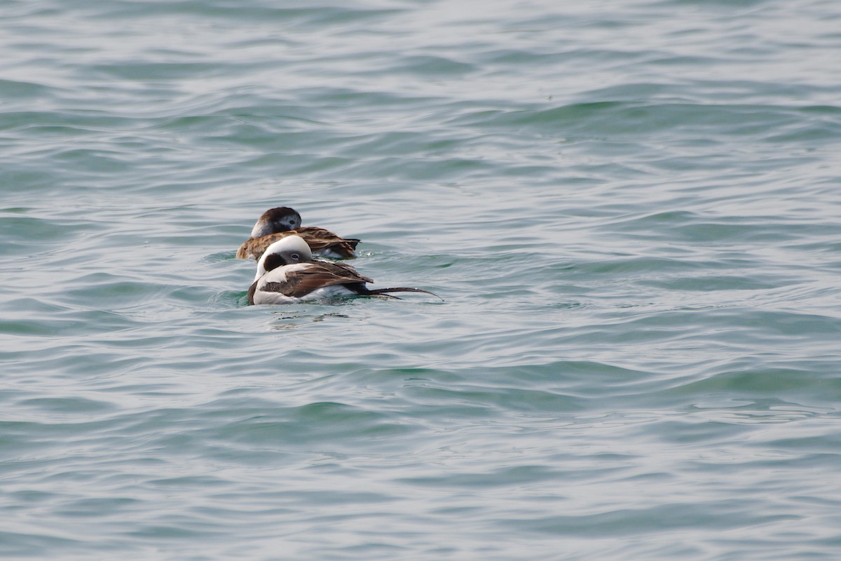 Long-tailed Duck - ML617245300