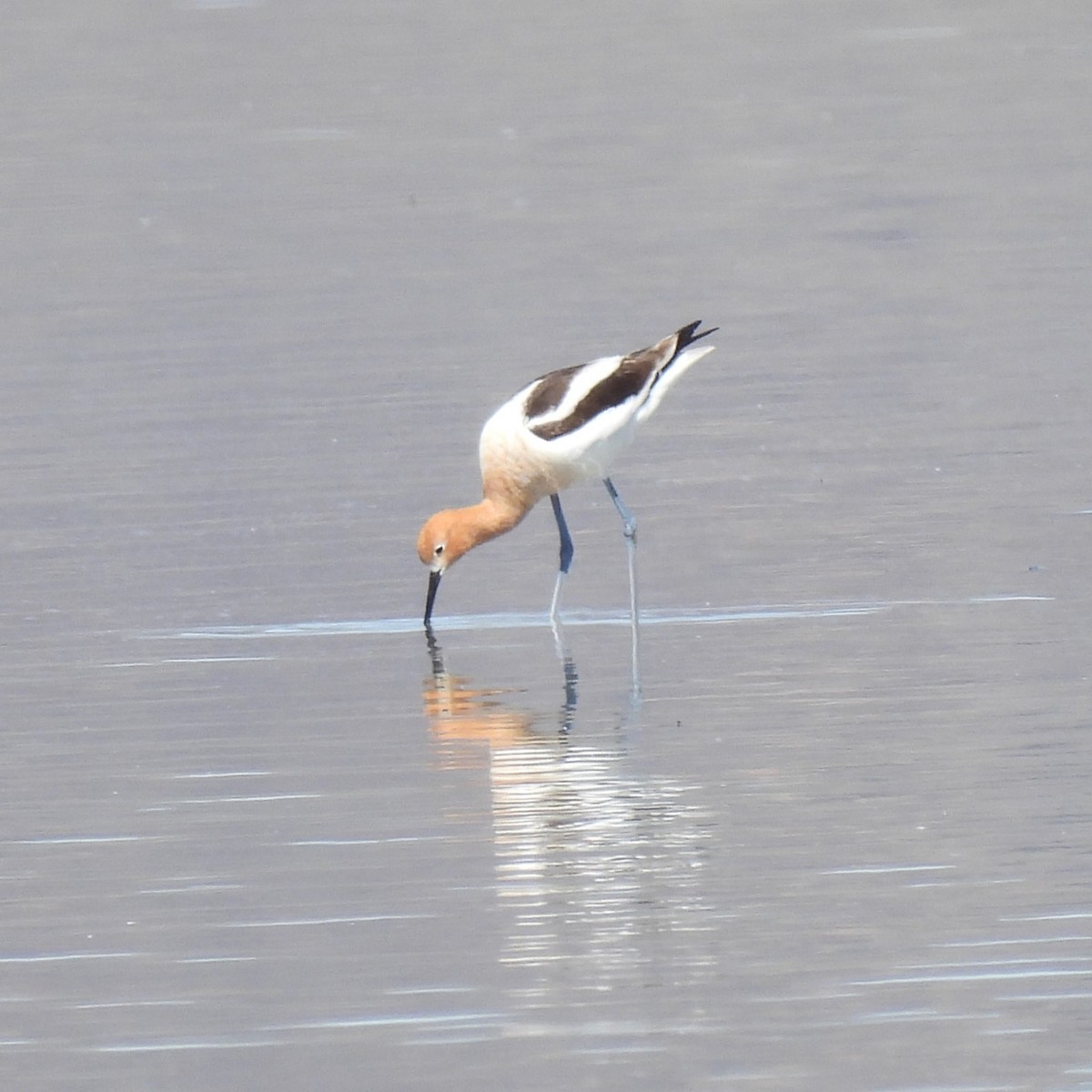 American Avocet - Margi Finch