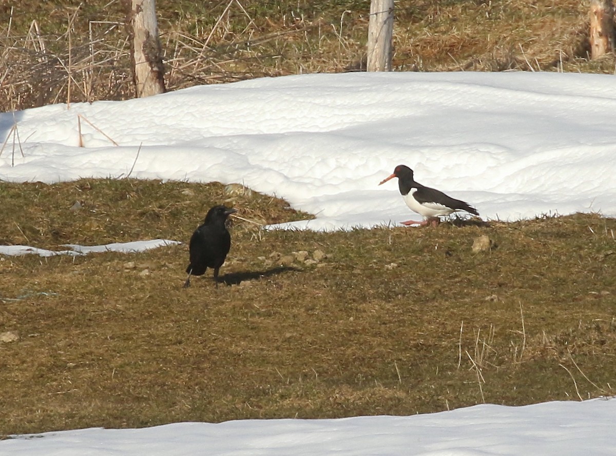 Eurasian Oystercatcher - ML617245324