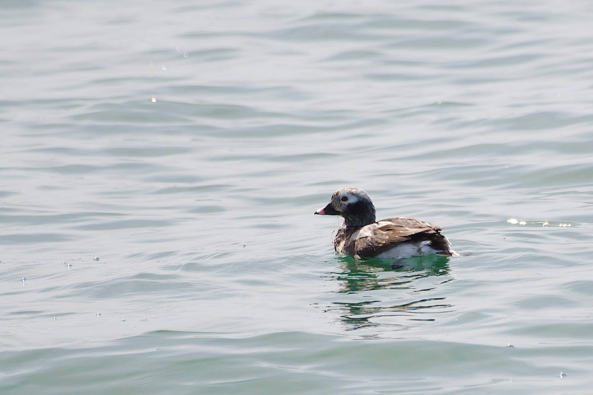 Long-tailed Duck - ML617245325