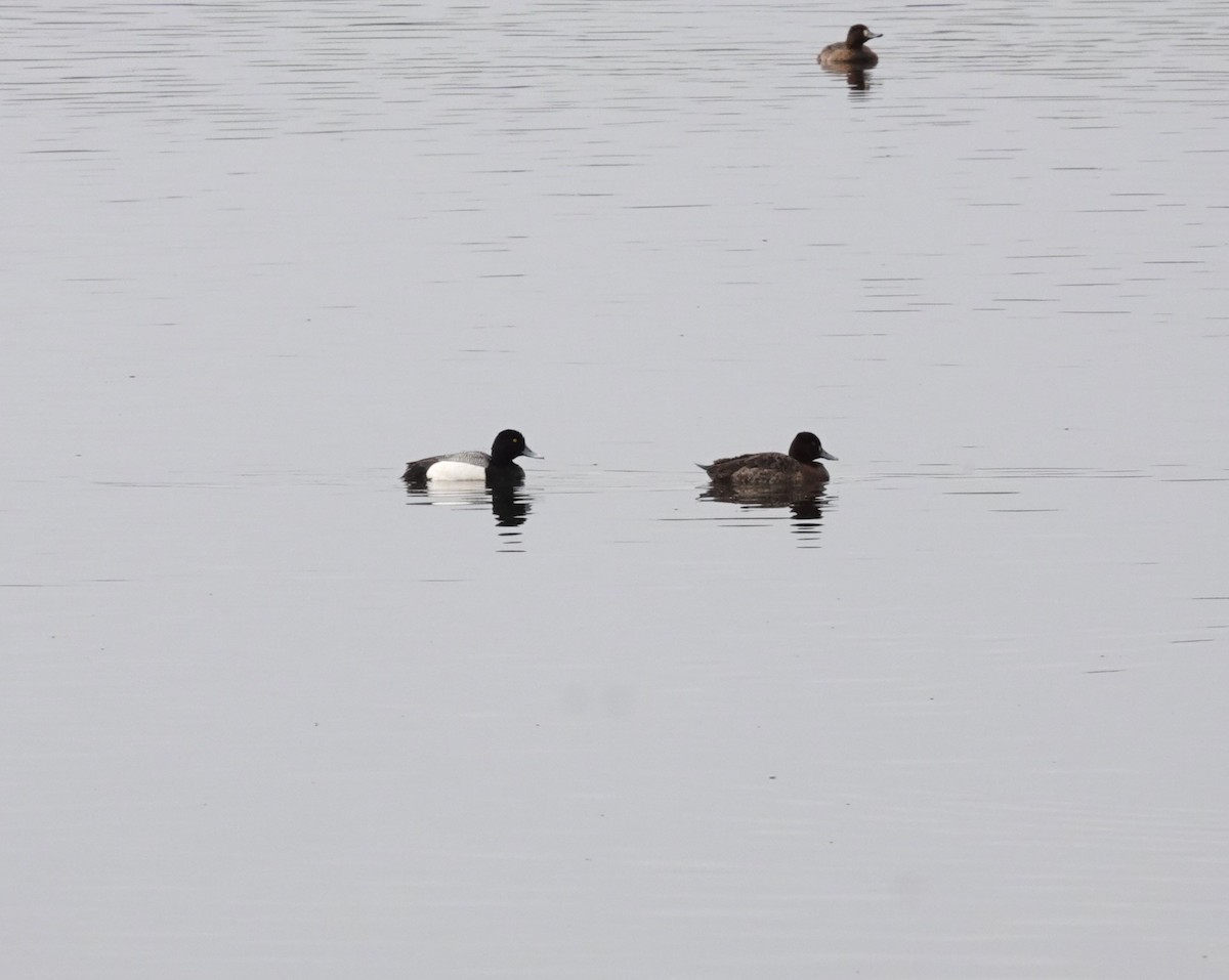 Greater Scaup - ML617245350