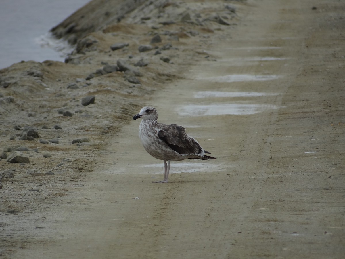 Kelp Gull - Francisco Sornoza