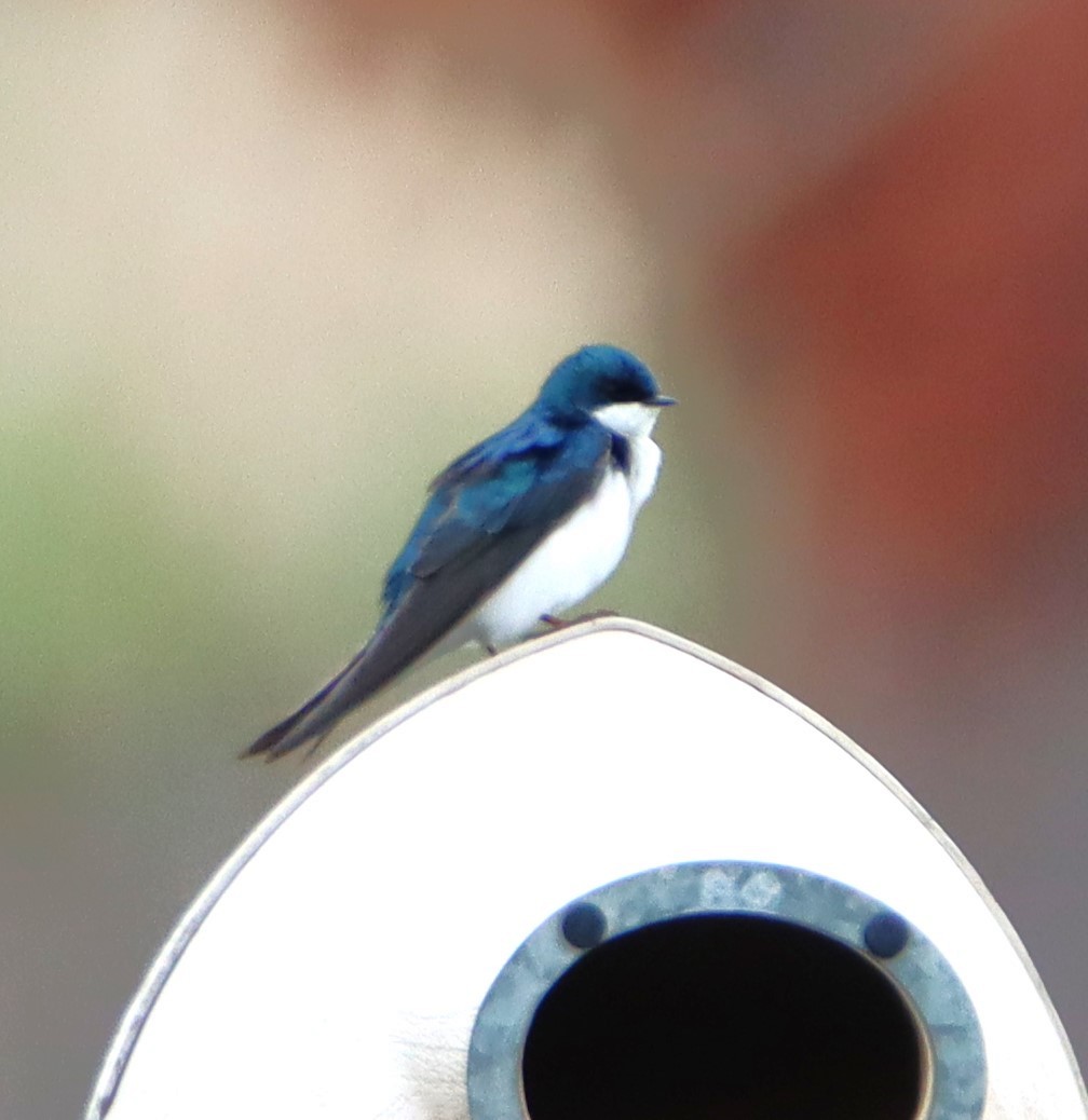 Tree Swallow - ML617245389