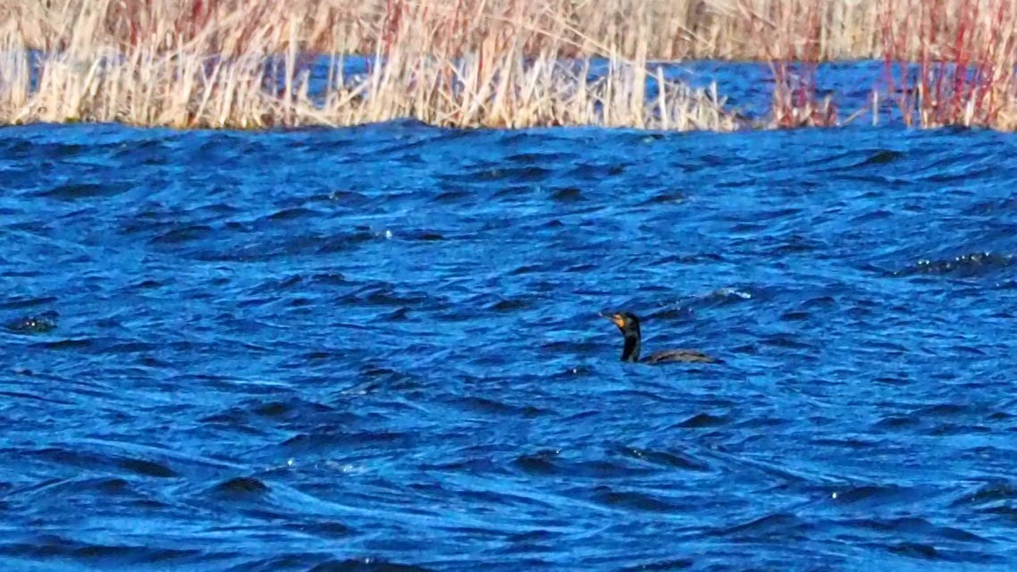 Double-crested Cormorant - Ken MacDonald