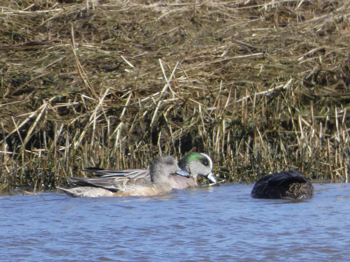 American Wigeon - M A Boyd