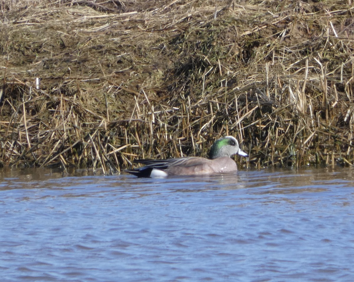 American Wigeon - M A Boyd