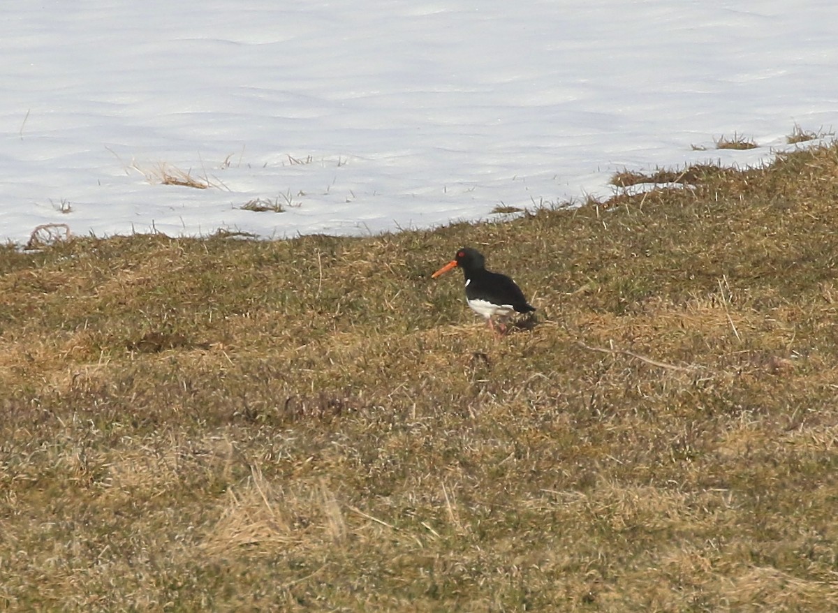 Eurasian Oystercatcher - ML617245434