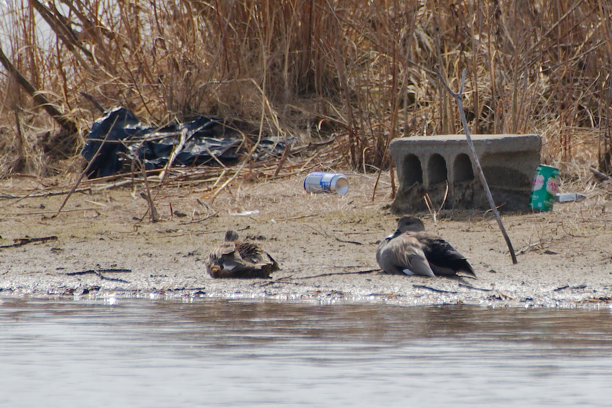 Gadwall - ML617245436