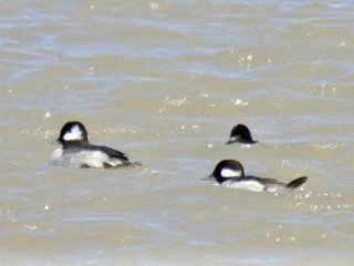 Bufflehead - Kelly Burke