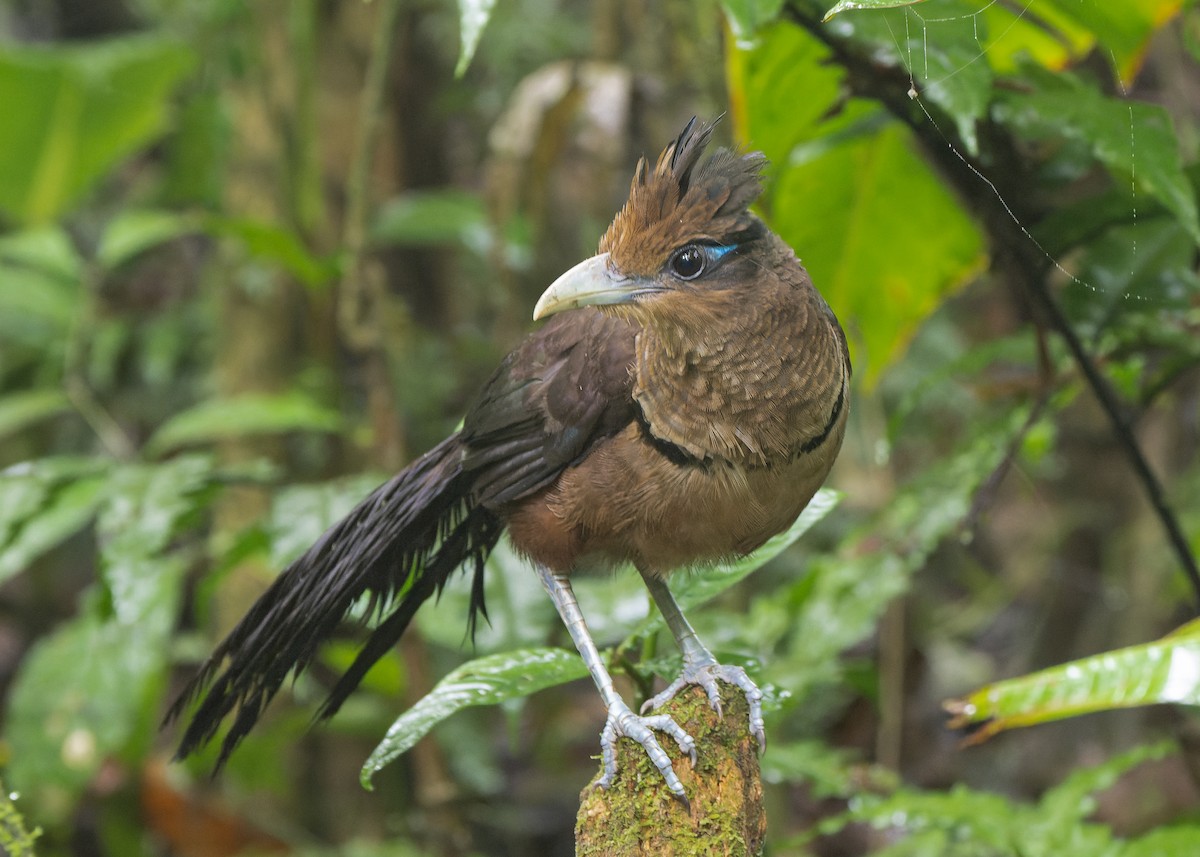 Rufous-vented Ground-Cuckoo - ML617245474