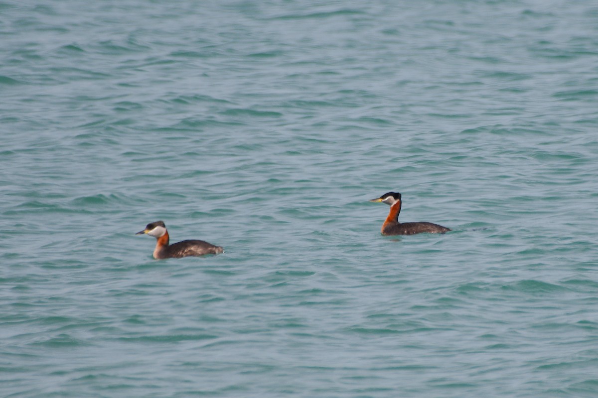Red-necked Grebe - ML617245485