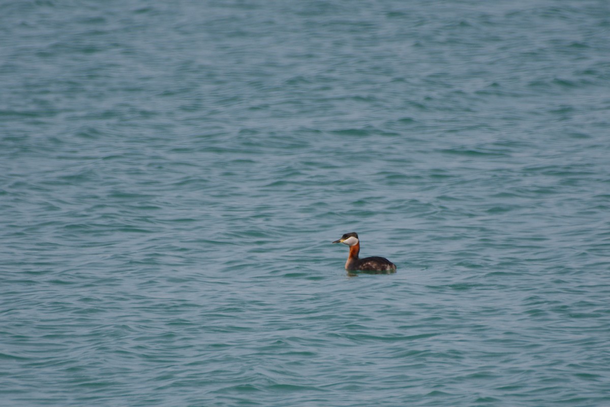 Red-necked Grebe - ML617245487