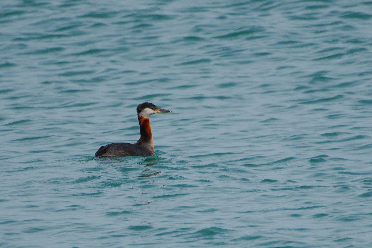 Red-necked Grebe - ML617245509