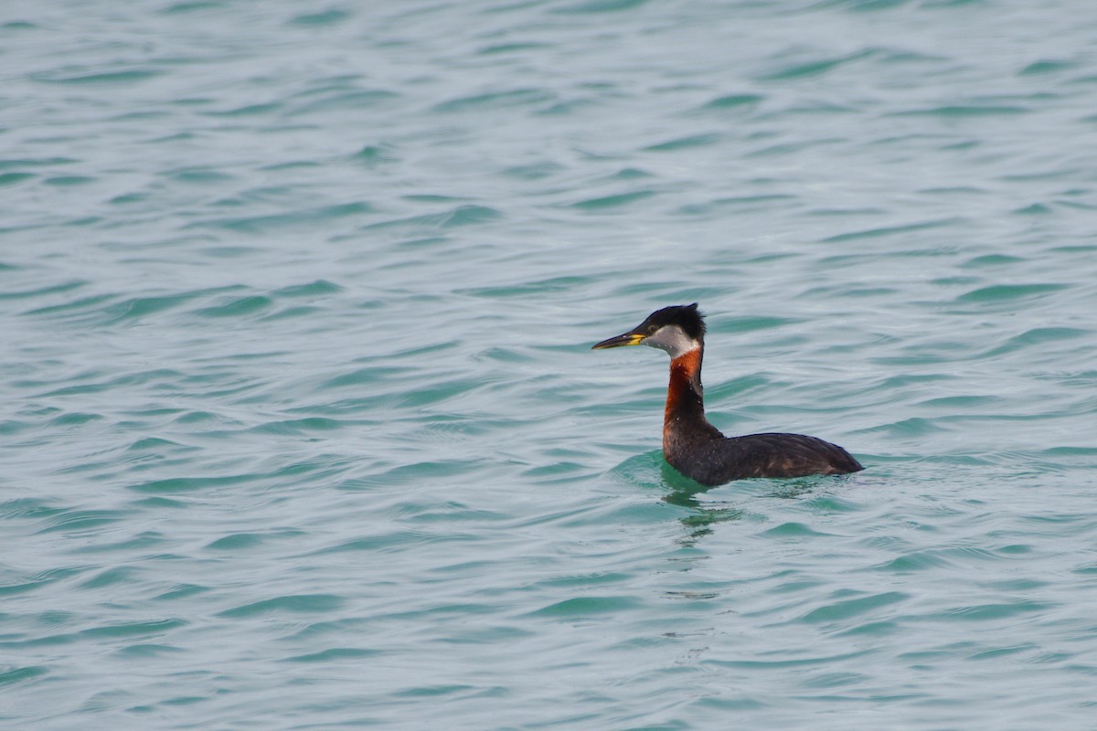 Red-necked Grebe - ML617245510