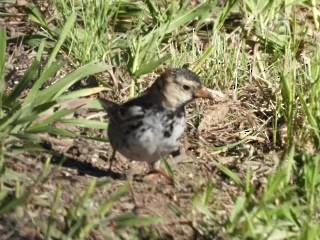 Harris's Sparrow - Kelly Burke