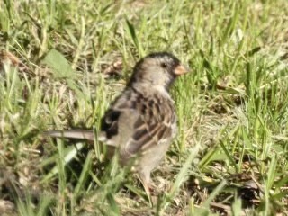 Harris's Sparrow - Kelly Burke