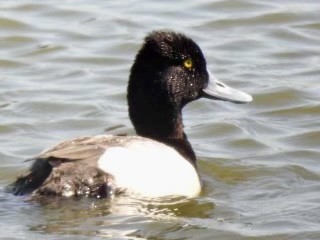 Lesser Scaup - ML617245577