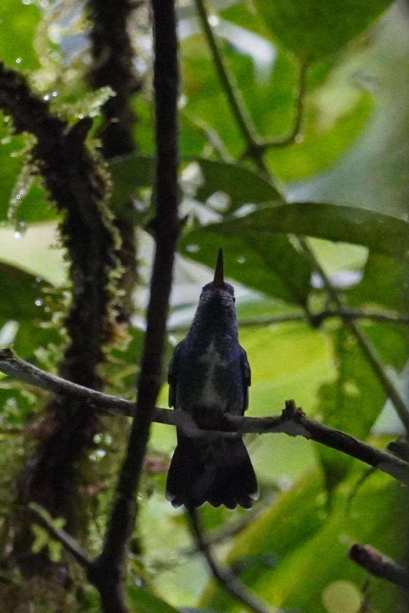 Glittering-throated Emerald - ML617245580