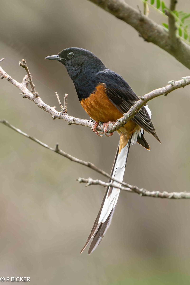 White-rumped Shama - ML617245582