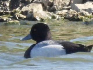 Greater Scaup - Kelly Burke