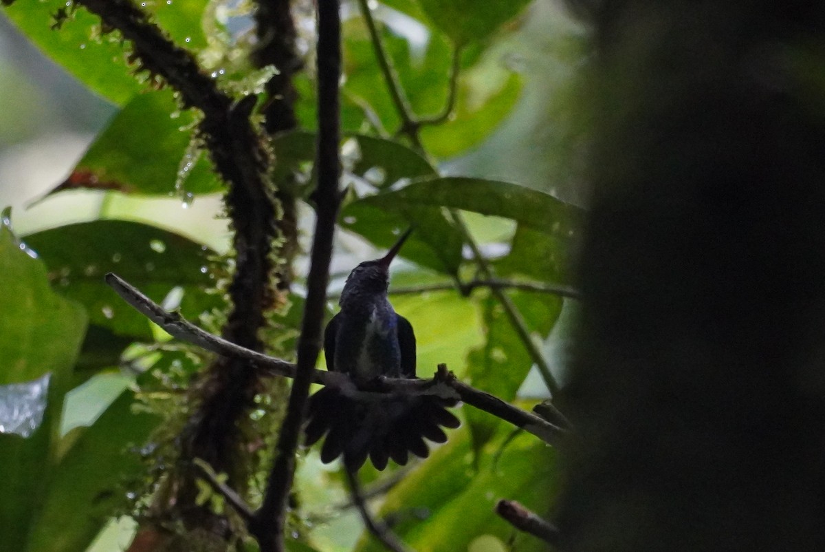 Glittering-throated Emerald - Paul von Dewitz