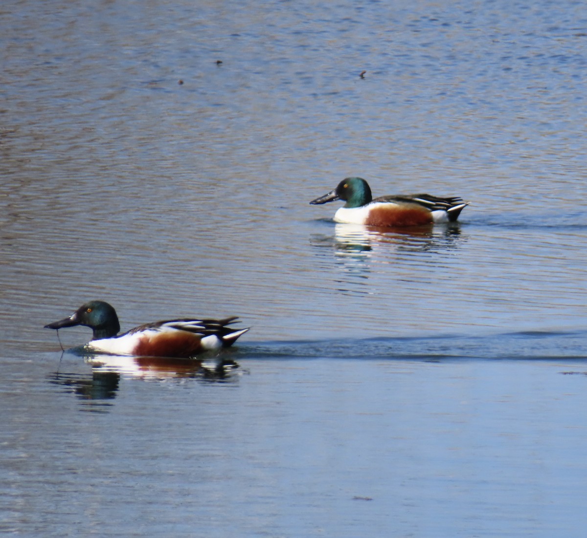 Northern Shoveler - Mike Chen