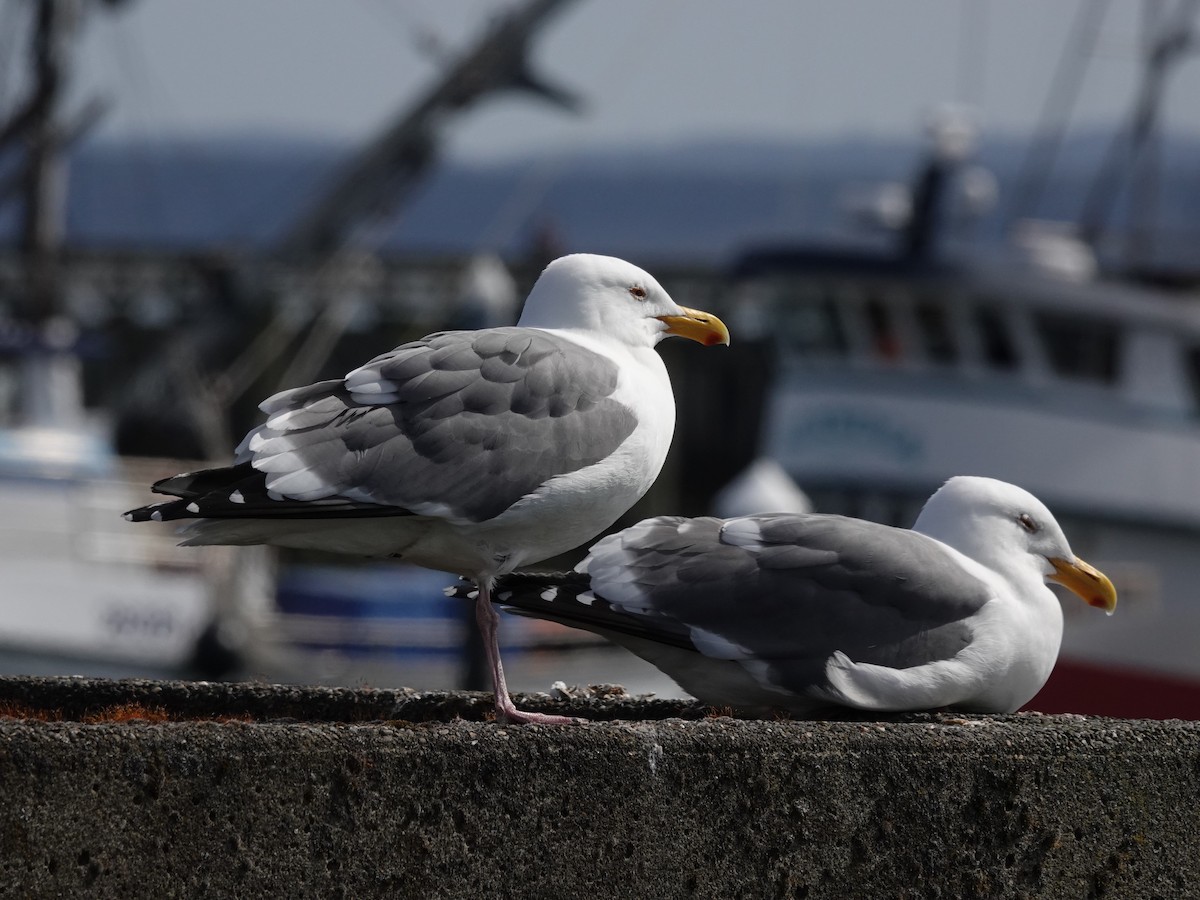 Western Gull - Tom & Jenny Jackman