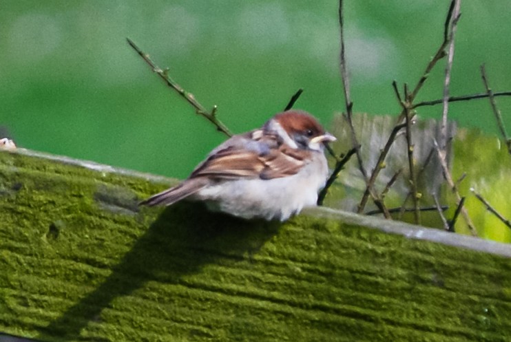 Eurasian Tree Sparrow - ML617245668