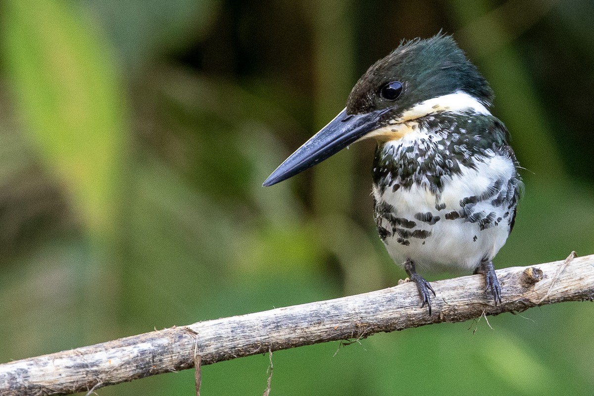 Green Kingfisher - ML617245678