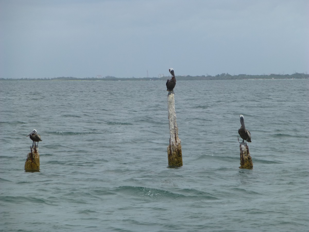 Brown Pelican - Tim Horvath