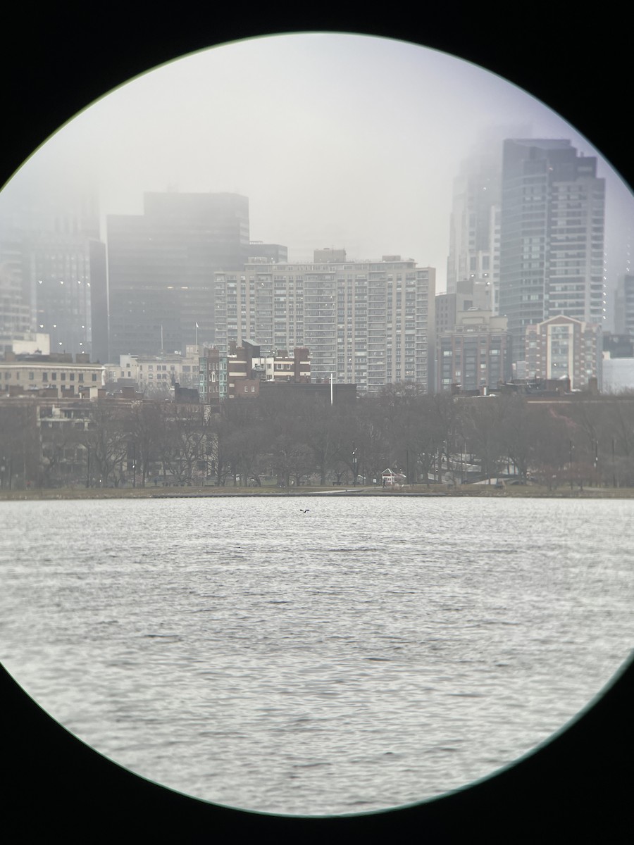 Great Black-backed Gull - ML617245743