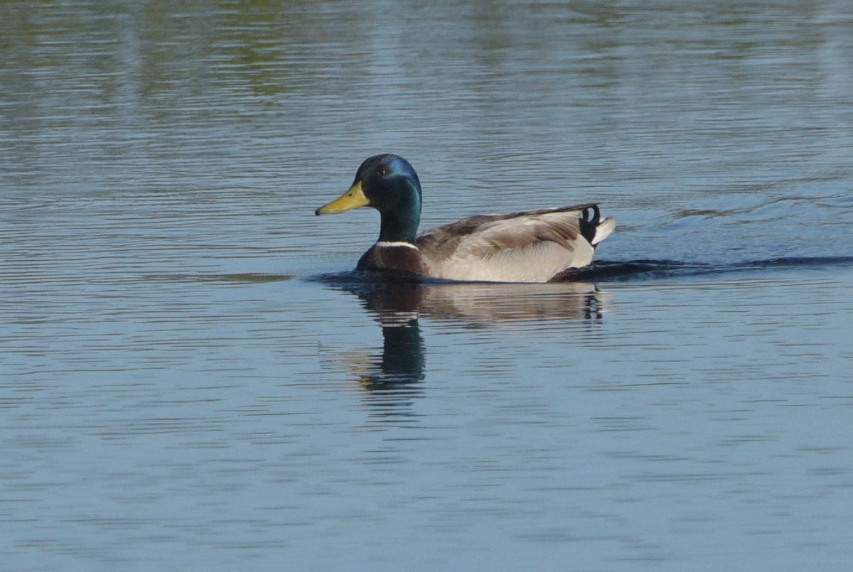 Mallard - Kristen Cart