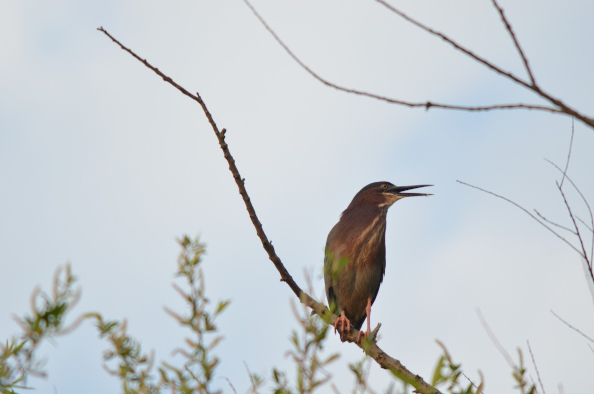 Green Heron - ML617245777