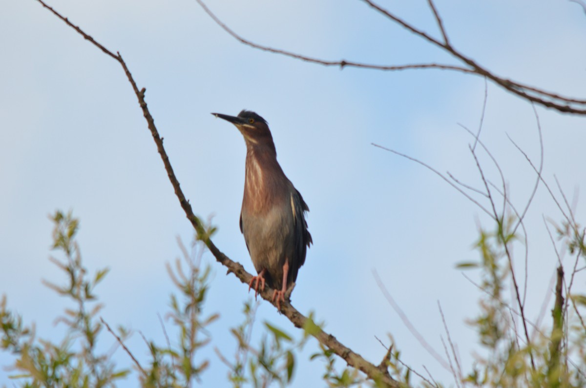 Green Heron - ML617245778