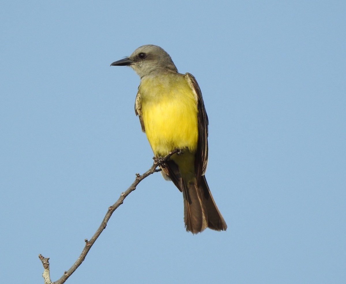 Tropical Kingbird - ML617245825